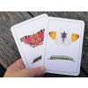 Vyukove karty motyli housenky 3
