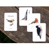 Vyukove karty nasi ptaci priroda do kapsy 5