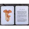 Vyukove karty jedle houby priroda do kapsy 5