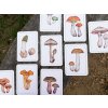 Vyukove karty jedle houby priroda do kapsy 4