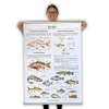 velky skolni plakat ryby postava