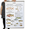 velky skolni plakat ryby