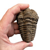 trilobit na prodej 1