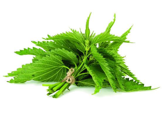 Kopřiva to je bylina ! 