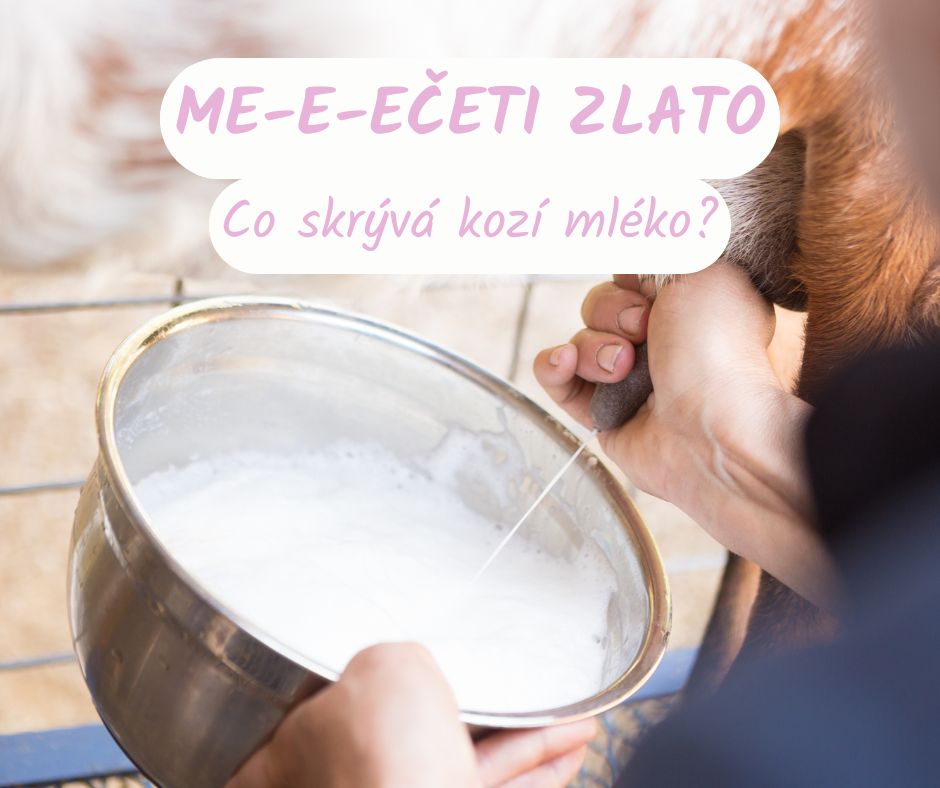 Kozí mléko je elixírem krásy i dlouhého života