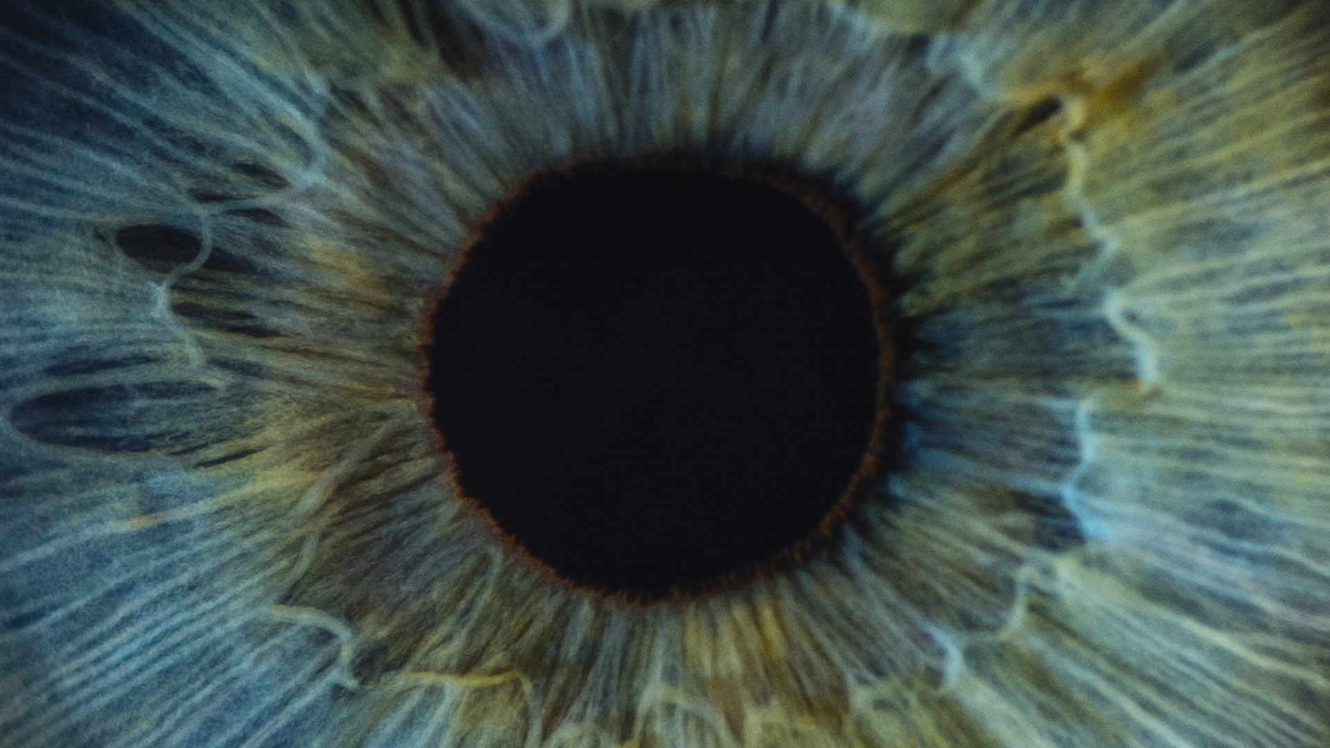 oko a vztahy k organismu