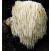 Hericium erinaceus