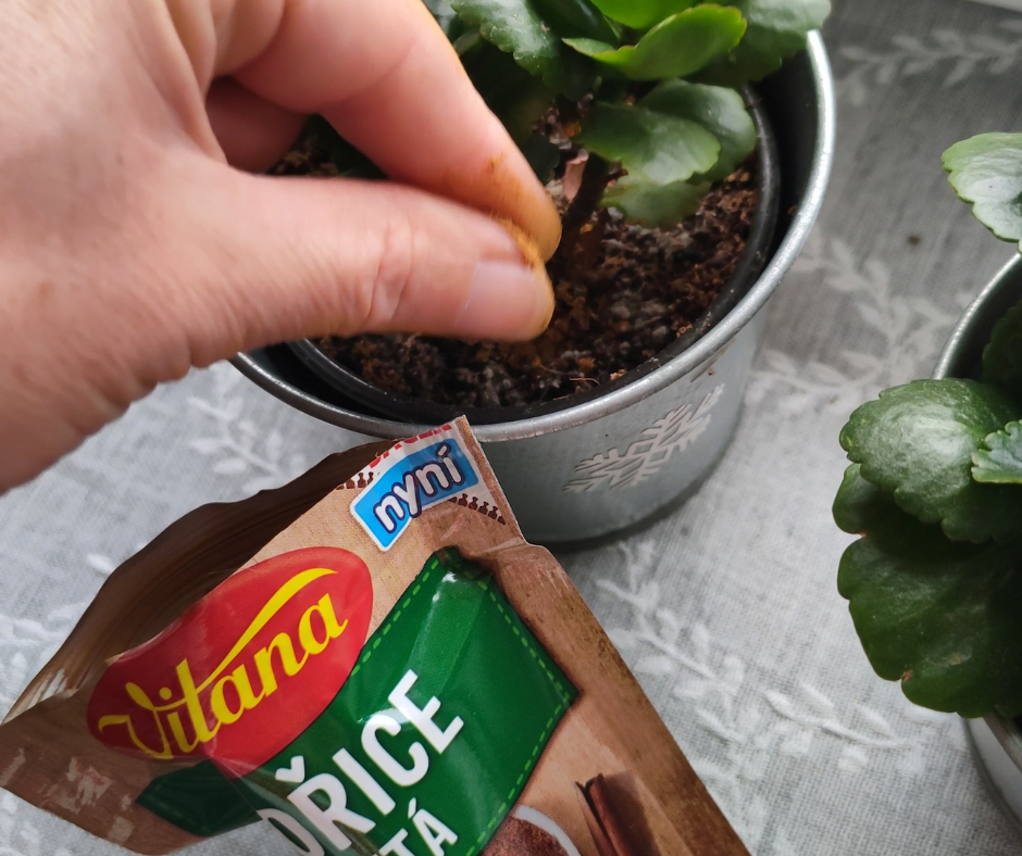 Skořice na plíseň na substrátu i mravence