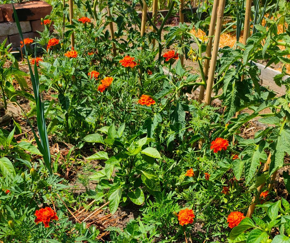 Tyto kombinace rostlin pomohou se škůdci nebo chorobami