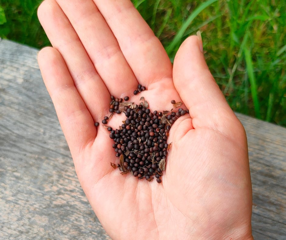 Semenaření – cesta k soběstačnosti