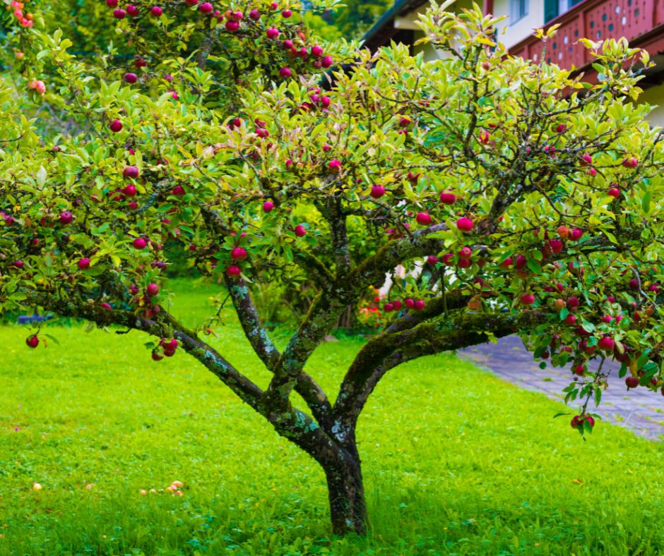 Vhodné kombinace rostlin pro ovocné stromy a keře