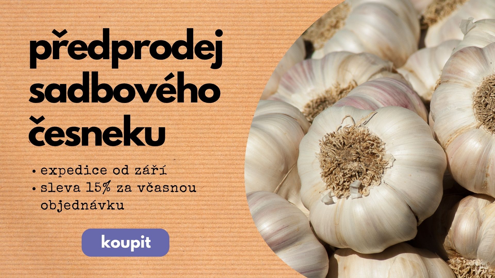 Předprodej česneku