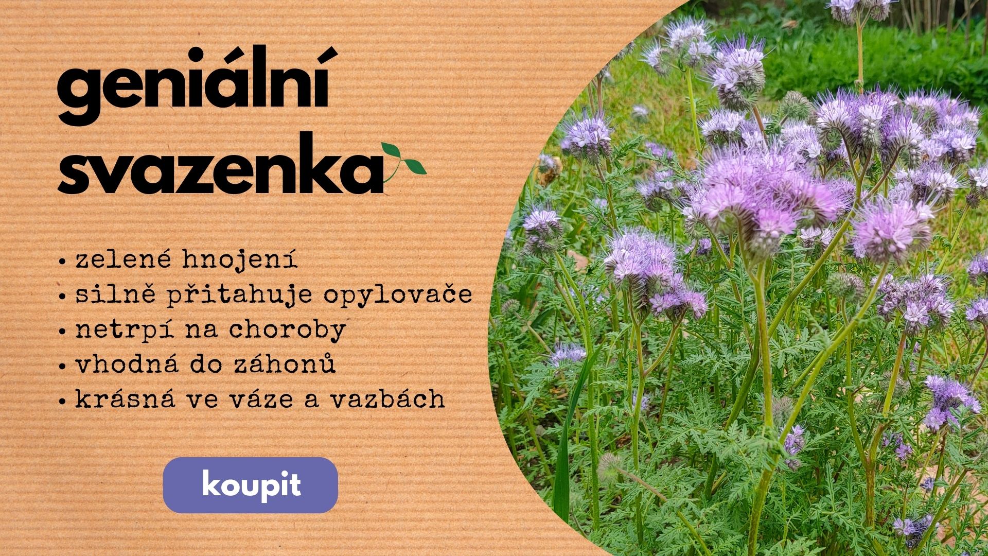 Svazenka vratičolistá