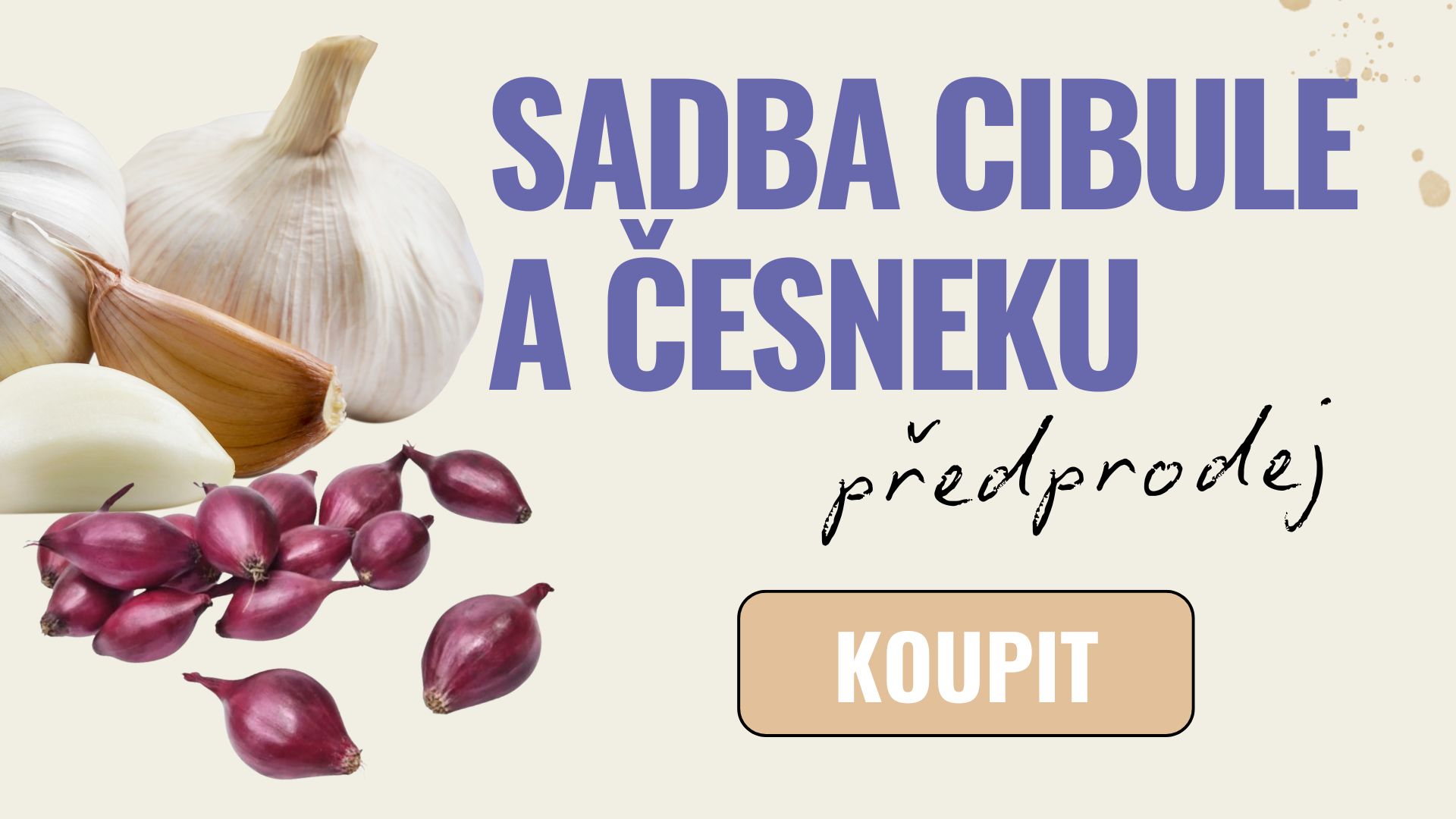 Předprodej česneku