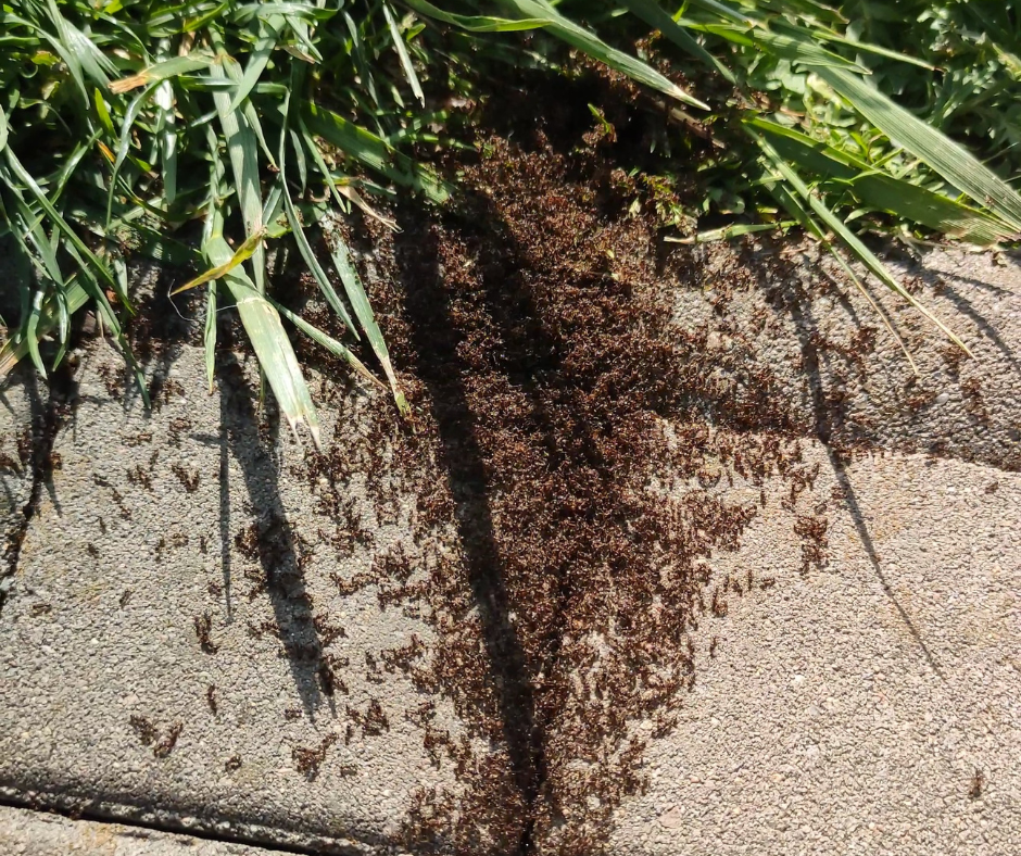 Mravenci