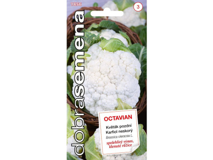 polopozdni kvetak octavian 03 g