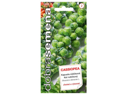 Kapusta růžičková - Cassiopea