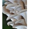 hliva Pleurotus ostreatus 510x600