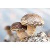 shiitake organic cultivation 510x340