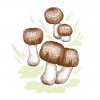 Agaricus Blazei Murill
