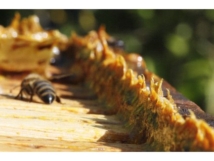 propolis včelky