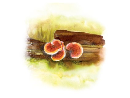 000002348 76017 1 76017 1 yaomedica reishi 50 ml