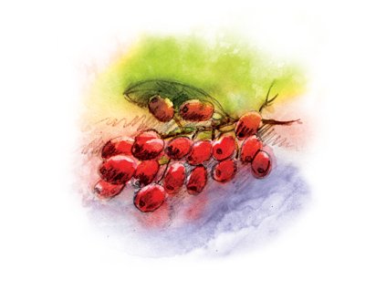 000002107 76029 1 76029 1 yaomedica kustovnice 50 ml