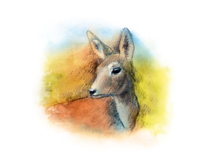 000003696 76074 76074 yaomedica placha lan 50 ml