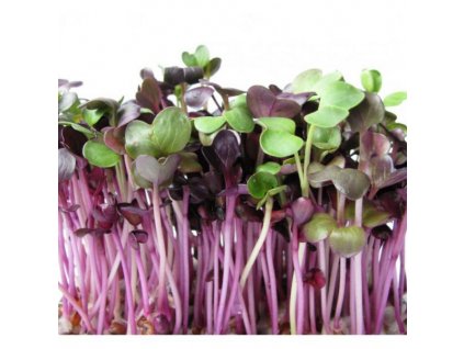 000001614 81845 redkvicka red purple seminka na kliceni 10g