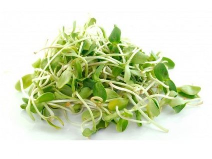 000003440 81863 88 slunecnice semena na klicky 20g 1