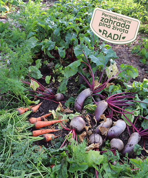 Obnova vyčerpanej pôdy - príbeh permakultúrnej záhrady