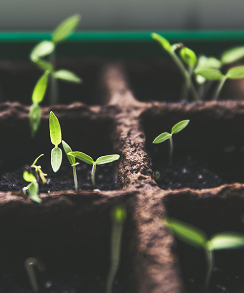 Prírodniny TIPY pre úspešný výsev a silné priesady