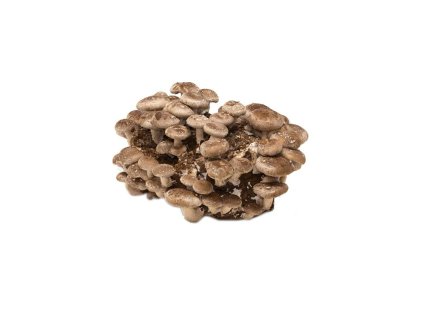 79 shiitake