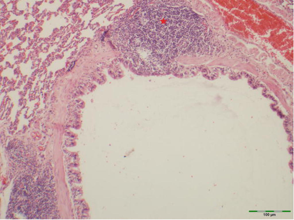 obrazok2-1024x769