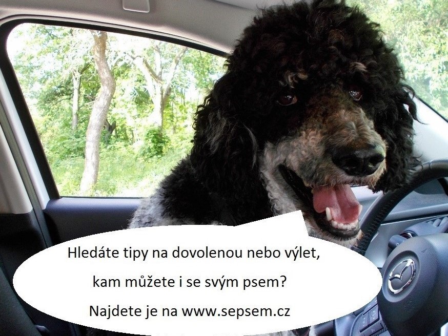 Cestování se psem