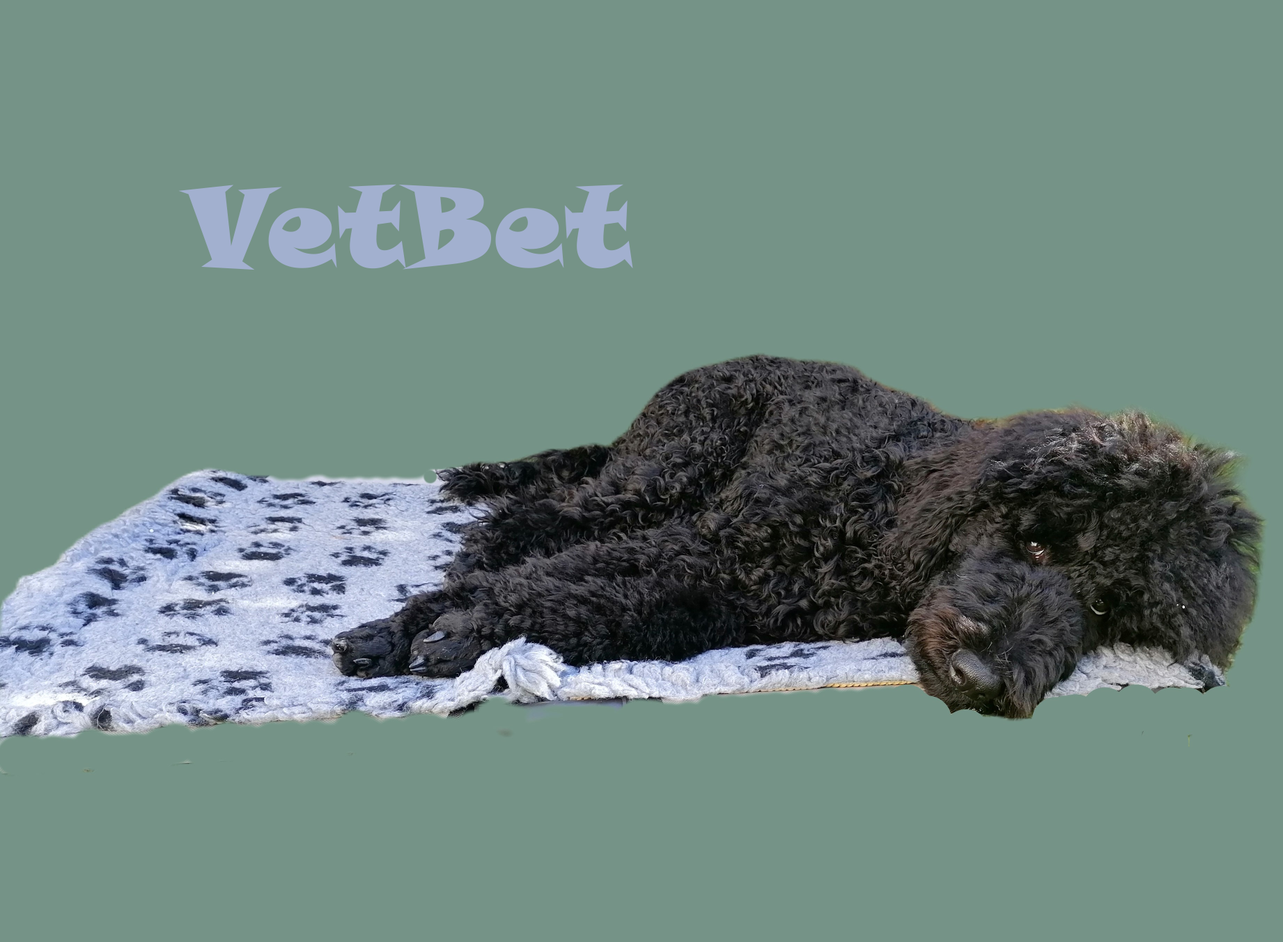 VetBed