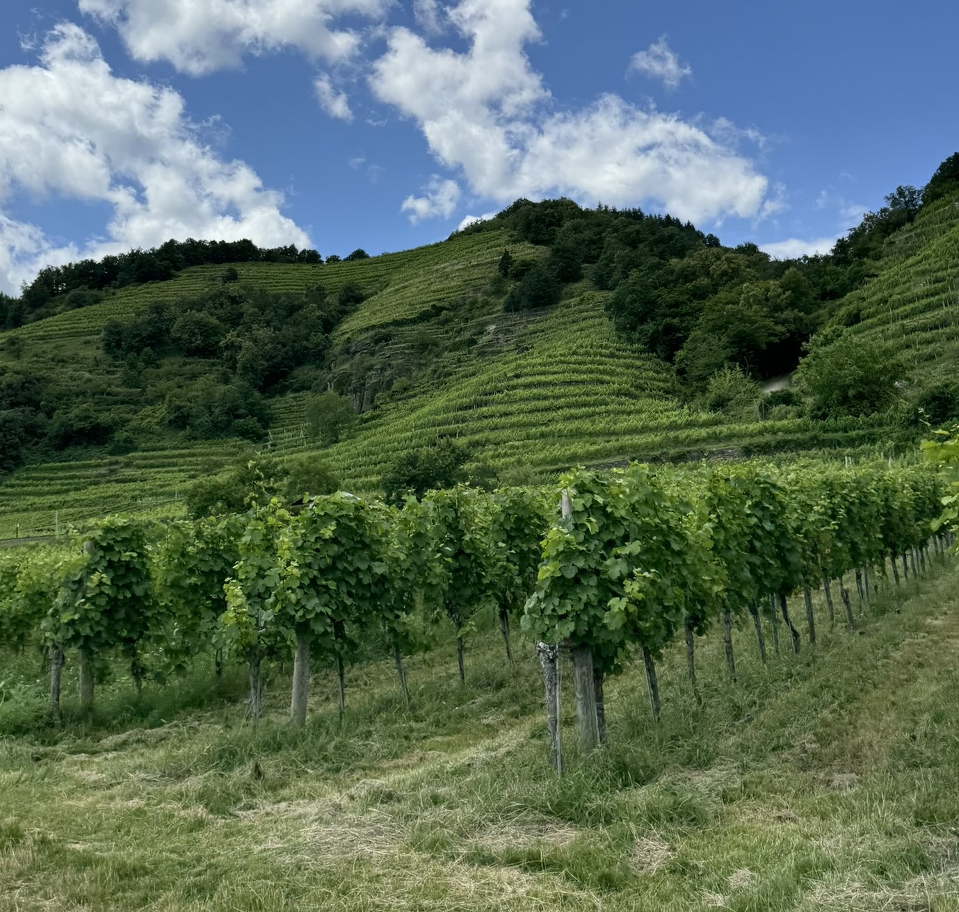 Ohlédnutí za výletem do Kamptalu/Wachau