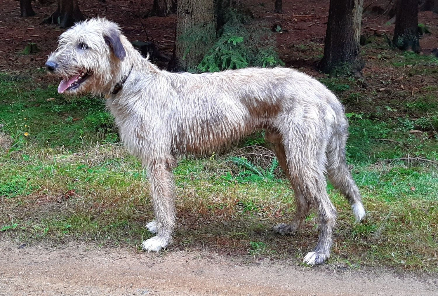 Irský vlkodav - něžný obr s historií válečníka