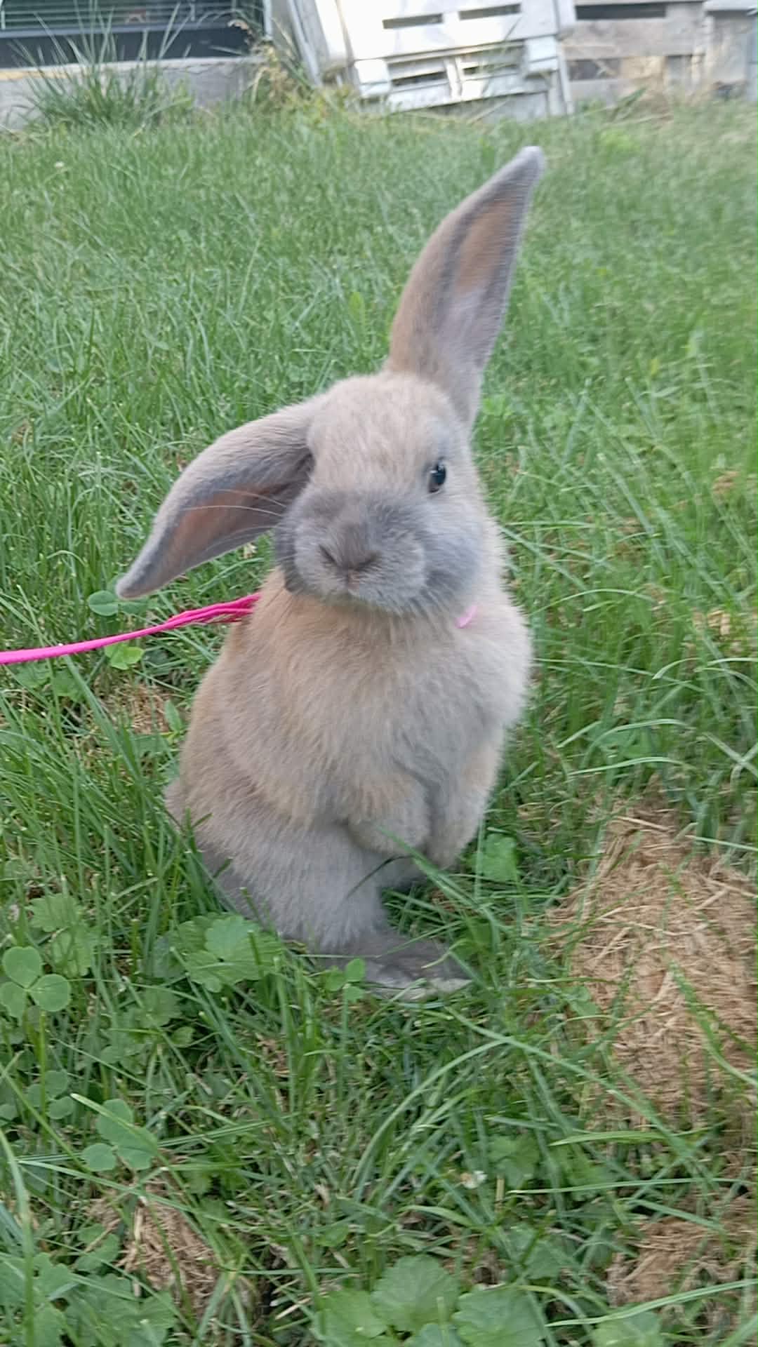 Chování a výchova zakrslého králíka