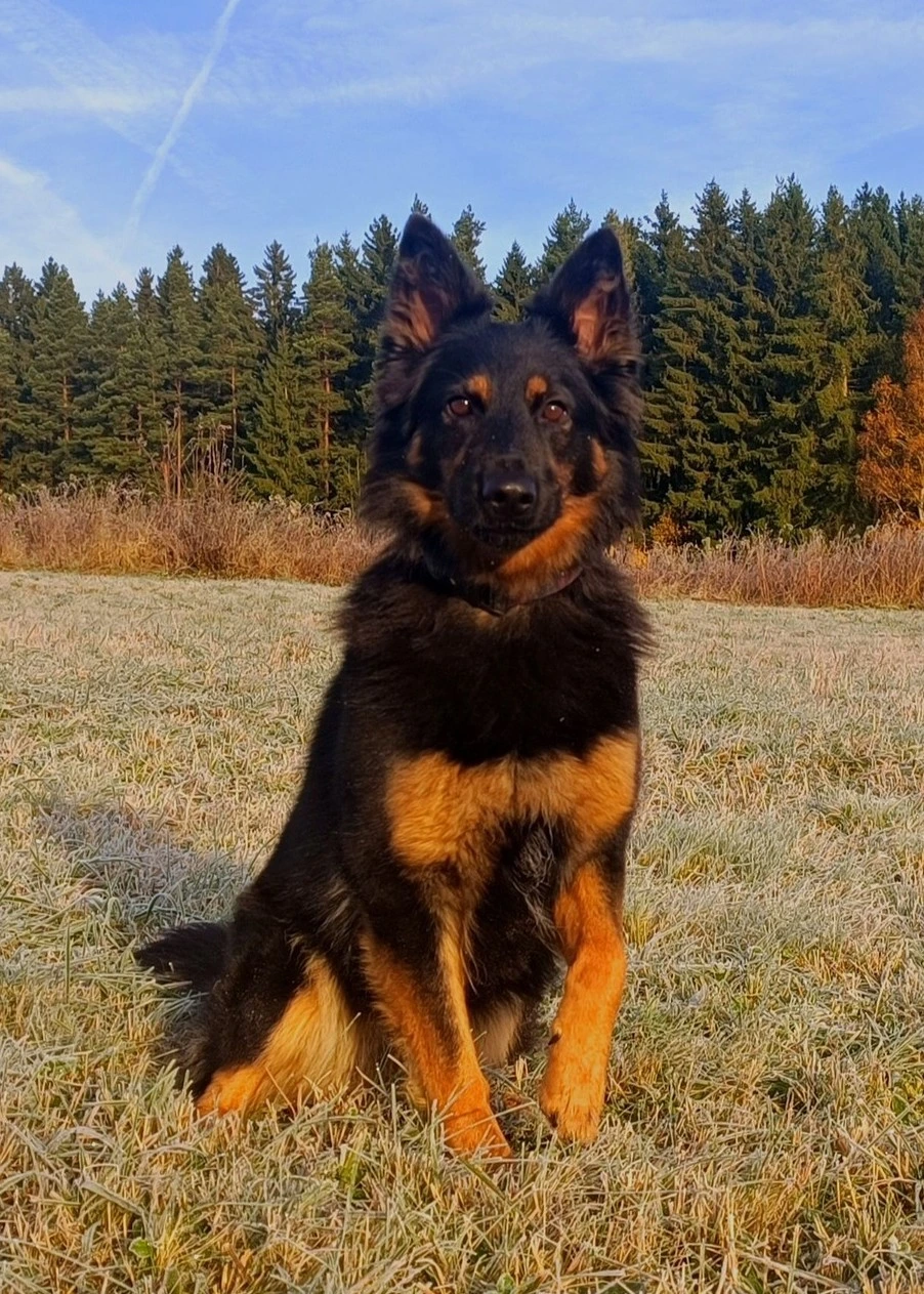 Chodský pes – český národní poklad s věrným srdcem