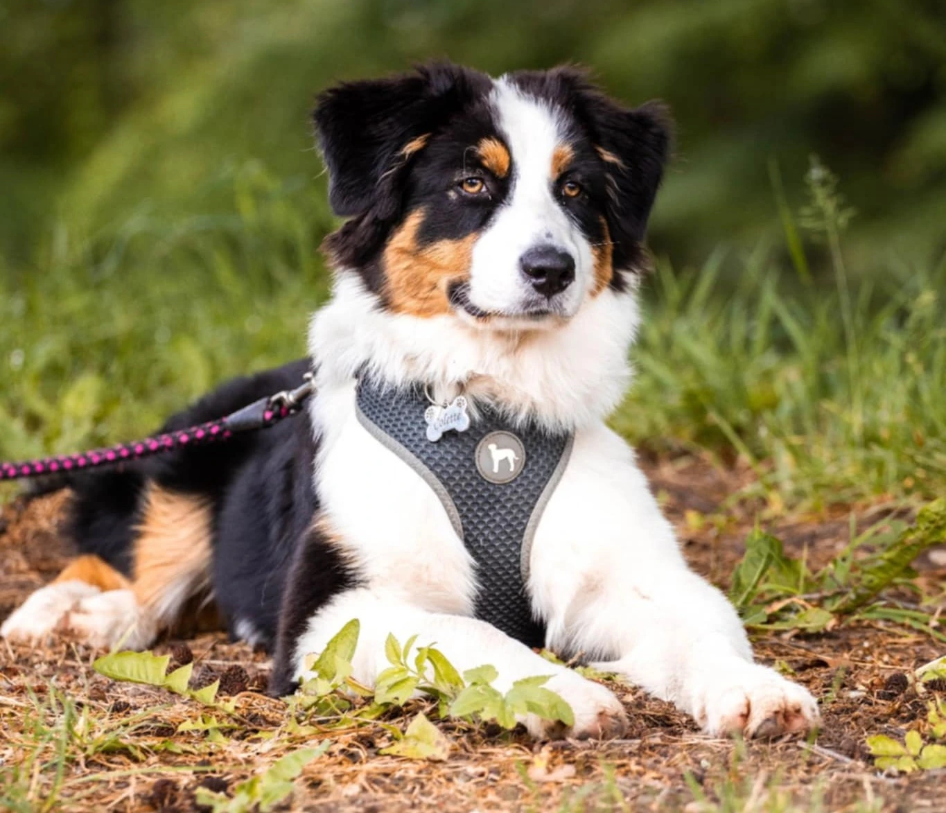 Jak vybrat postroj pro psa