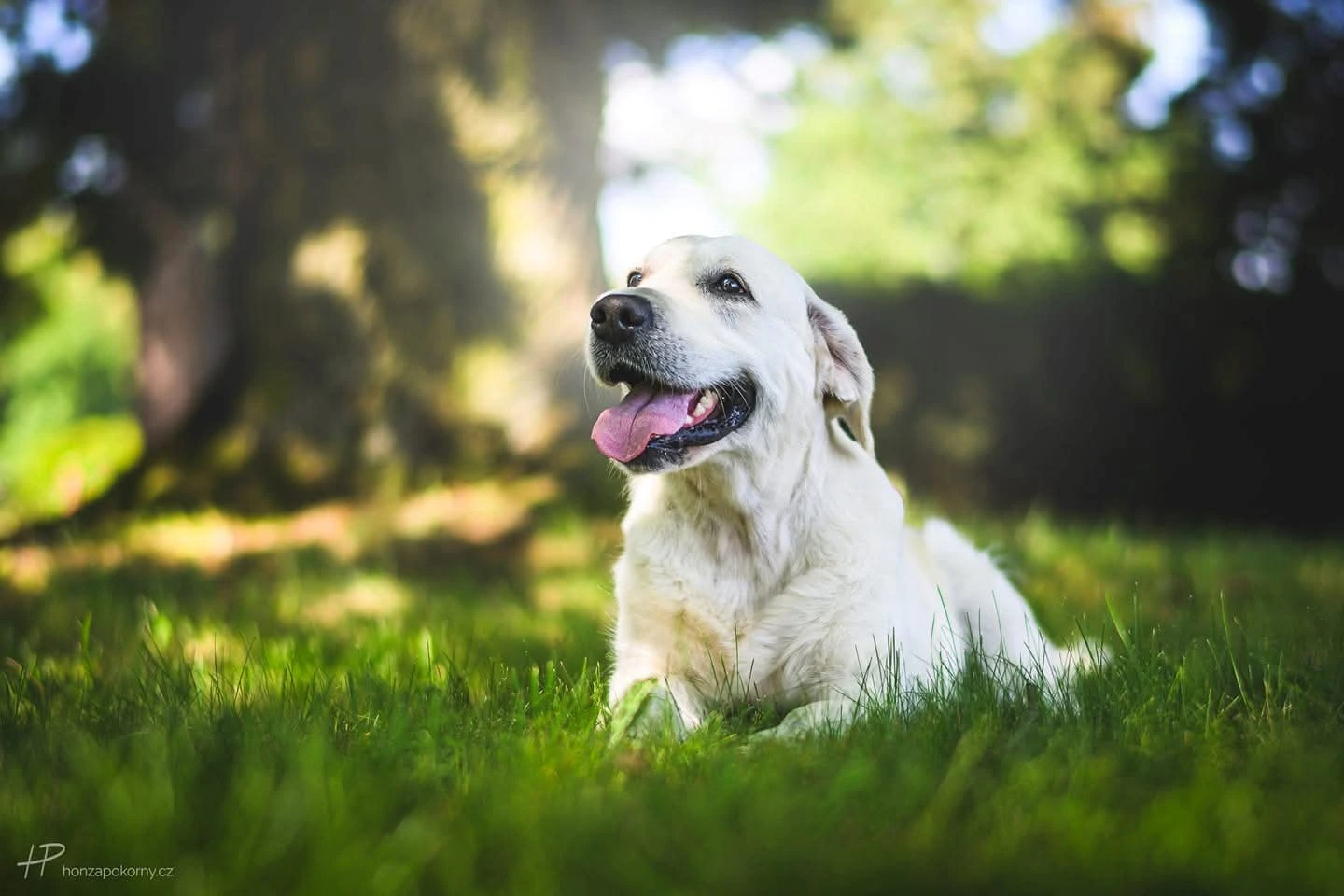 Zlatý retrívr - přátelský parťák pro celou rodinu