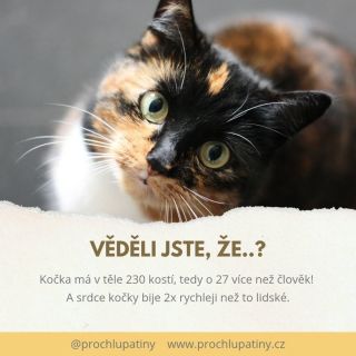 A máme tady další zajímavost, tentokrát z kočičího světa. 😺 Kočky jsou pěkně husté 😳 V těle mají o 27 kostí více než...