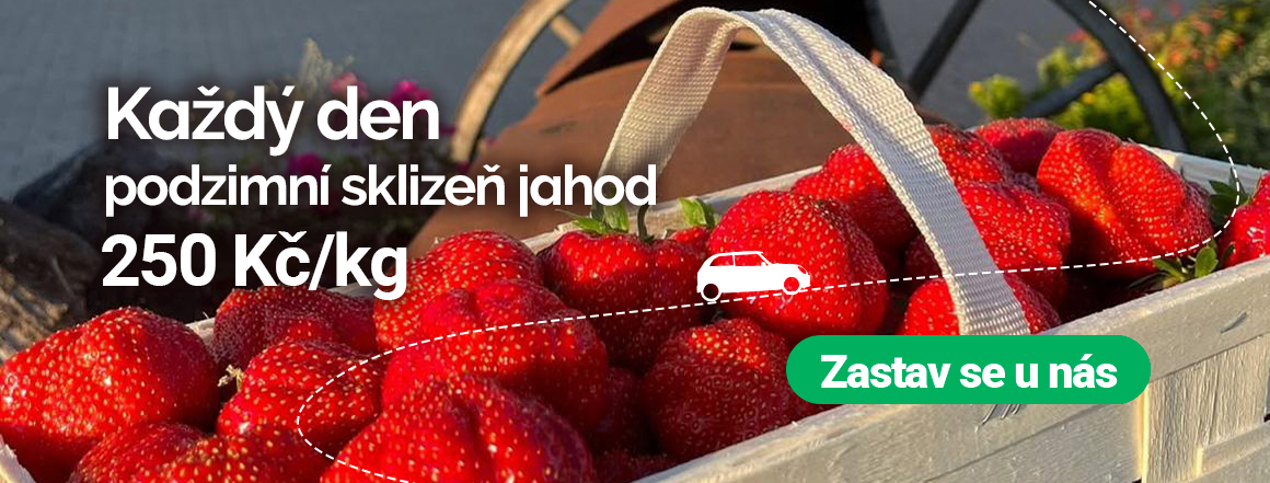 Podzimní sklizeň jahod