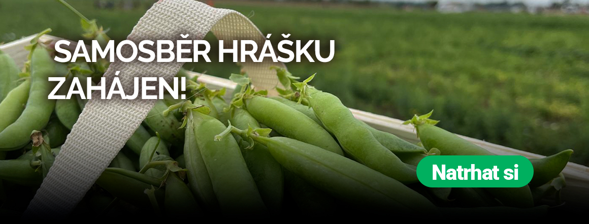 hrášek