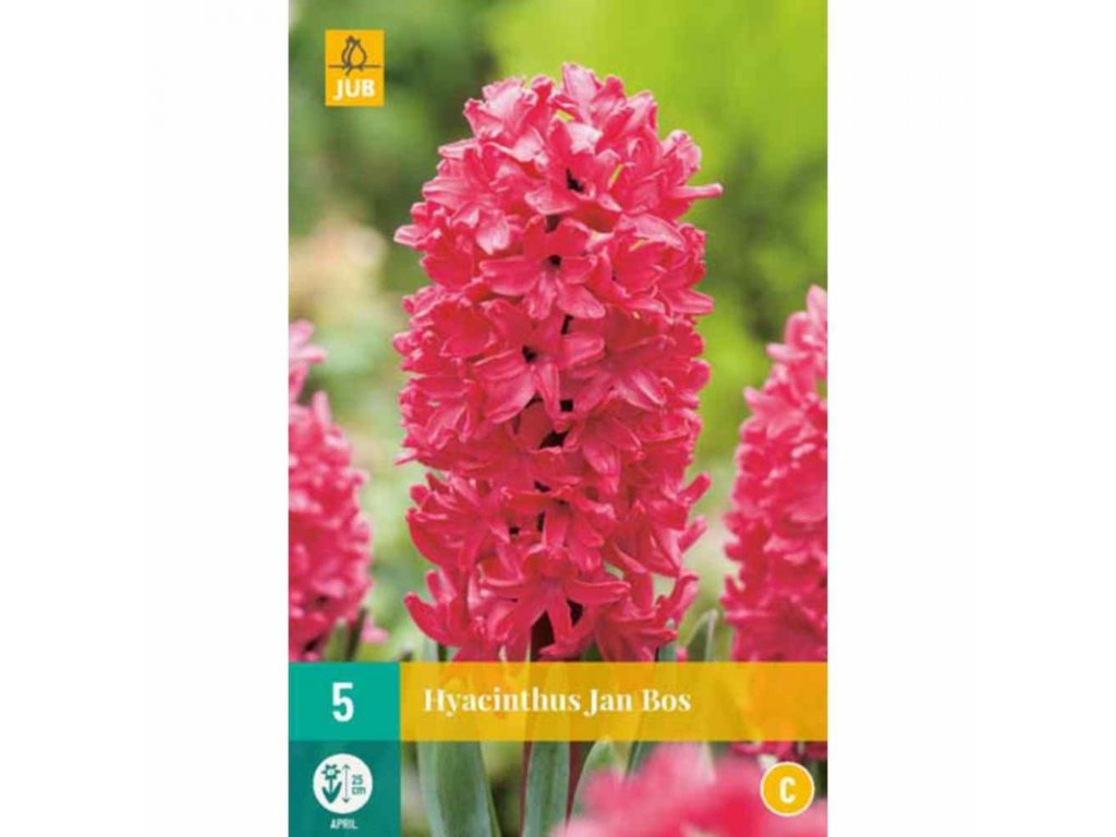 hyacinthus jan bos 5 ks