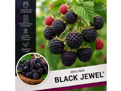 black jewel