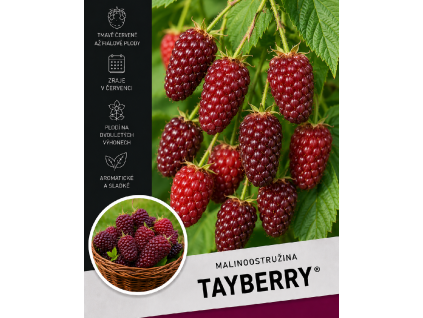Tayberry