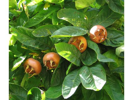 800px Medlar pomes and leaves