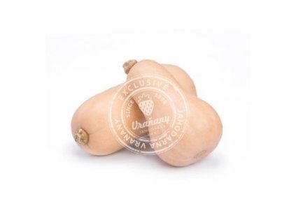 Dýně máslová cca 1,35 kg